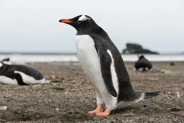 Plexiglas foto achterwand Gentoo penguin on beach © Alexey Seafarer