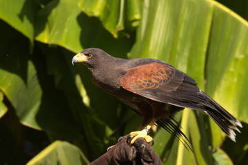 Wüstenbussard