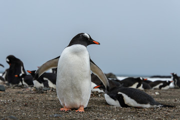 Gentoo penguin on beach