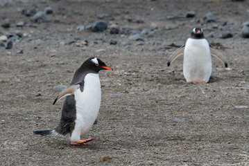Obraz premium Gentoo penguin going