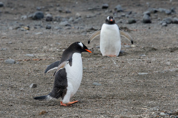 Gentoo penguin going