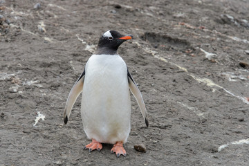Gentoo penguin on beach