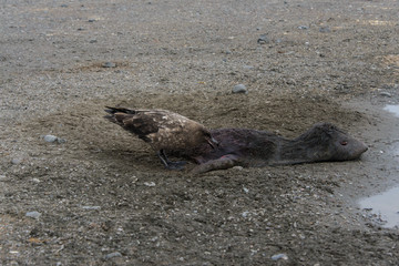 Scua eating dead seal