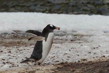 Naklejka premium Gentoo penguin going