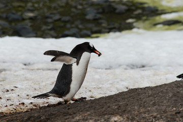 Gentoo penguin going