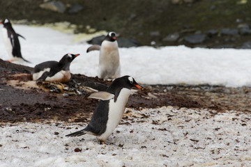 Fototapeta premium Gentoo penguin going