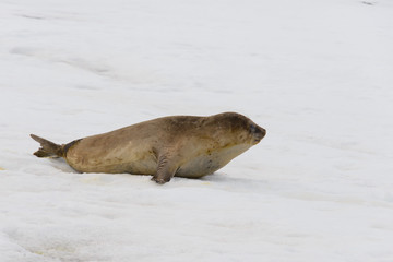 Elephant seal on beach