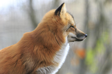 Fox in forest