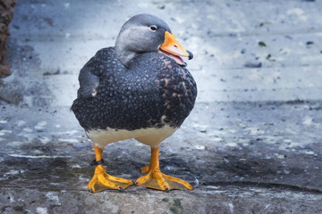 Magellan Dampfschiffente