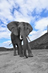 Fototapeta na wymiar Afrikanischer Elefant von vorne, selektierte Farbe
