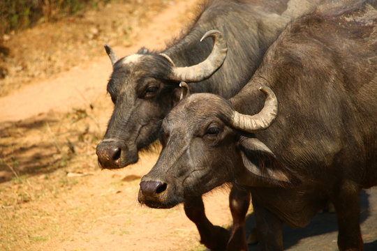 Indian Bulls Close-ups Slowly Walking Along The Rural Road Khajuraho, India