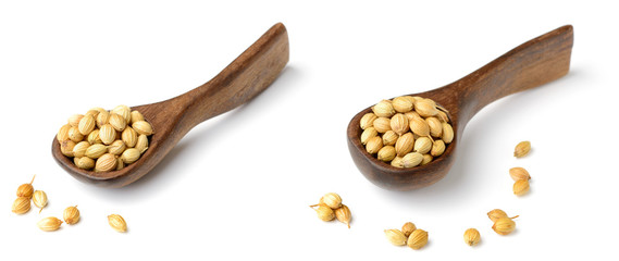 uncooked coriander seeds in the wooden spoon, isolated on white