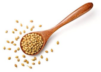 uncooked coriander seeds in the wooden spoon, isolated on white, top view