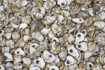 background of many old shells