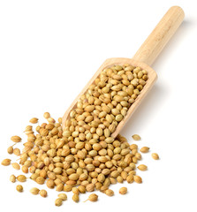 raw coriander seeds in the wooden scoop, isolated on white