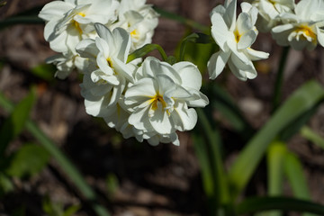 Daffodil Close-up