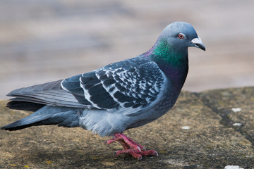 close up of common pigeon walking on stone wall