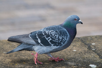 close up of common pigeon walking on stone wall