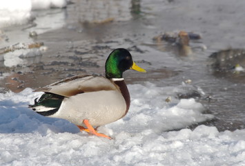 Duck mallard in winter on the ice of the river.