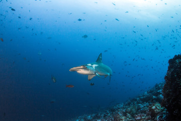 Fototapeta premium Hammerhead Shark