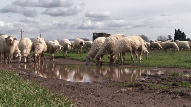 Roma italia, gregge al  pascolo in campagna romana con antiche rovine