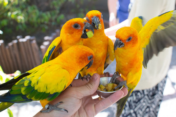 Sun conures at feeding time
