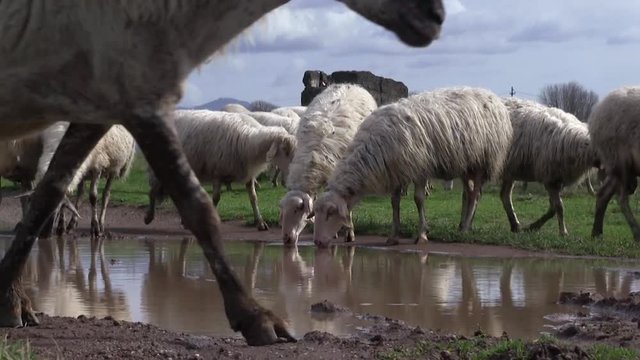 Roma italia, gregge al  pascolo in campagna romana con antiche rovine