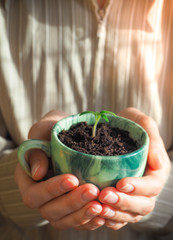 Green sprout in green cup.
