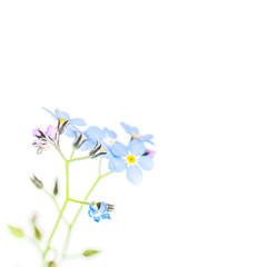 Delicate, light forget-me-not with white background, text box, white space