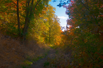 Fototapeta premium Ścieżka przez jesienny las