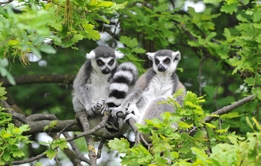 Kattas im Baum