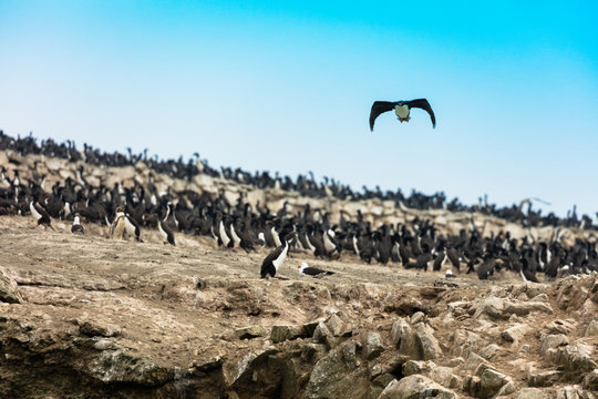 Ballestas Islands, Per&ugrave;