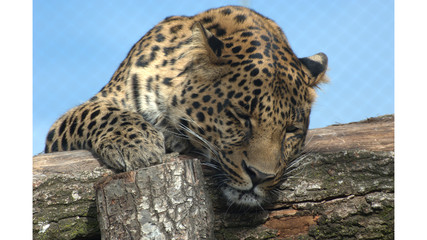 Schlafender Leopard