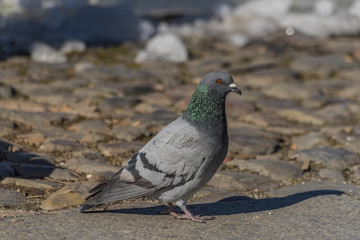 Pigeons on pavement in center square in Ceske Budejovice
