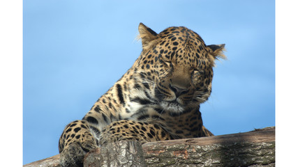 Naklejka premium Leopard beim Schlafen