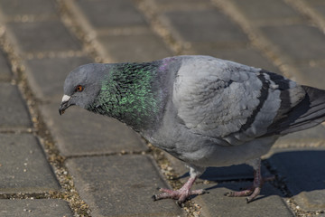 Pigeons on pavement in center square in Ceske Budejovice