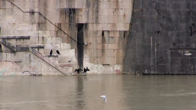 Roma, Italia. Tevere in piena. Banchina sommersa. Argini con cormorani e gabbiani 