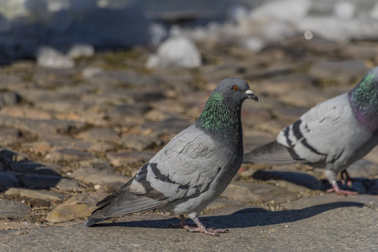 Pigeons on pavement in center square in Ceske Budejovice