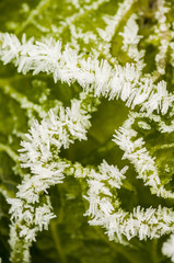 Savoy cabbage in winter