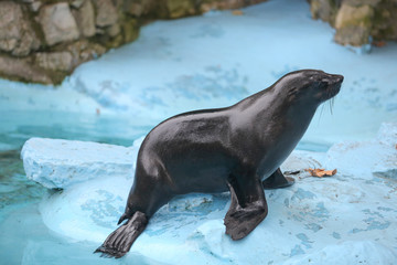 Fototapeta premium Mokra foka stojąca obok wody w zoo