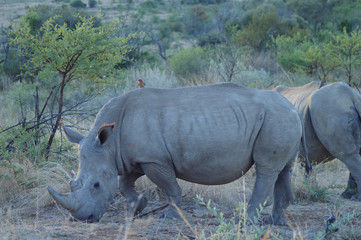 Obraz premium White Rhino in Kruger National Park