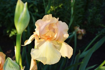 It is impossible to look away from the flowering iris varieties 