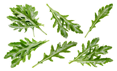 Arugula leaves collection