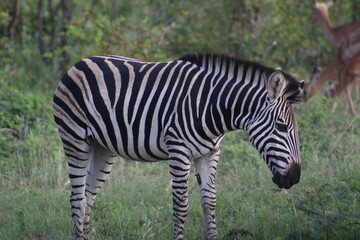 Fototapeta na wymiar A cute Zebra in Kruger National park , biggest game reserve in South Africa