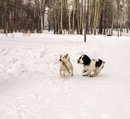 Dogs Jack Russel Terrier and Russian Spaniel playing together in the winter park