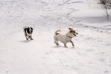 Dogs Jack Russel Terrier and Russian Spaniel playing together in the winter park