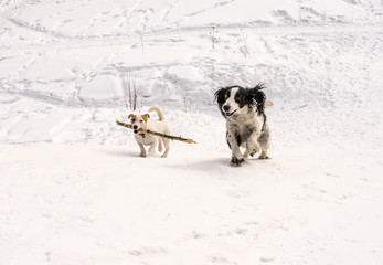 Dogs Jack Russel Terrier and Russian Spaniel playing together in the winter park