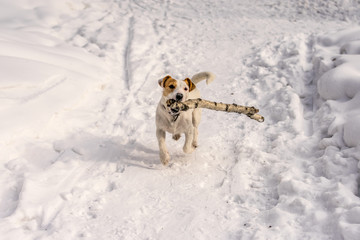 Dog Jack Russel Terrier in the winter park siberia