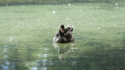Schwimmende Graugans im See