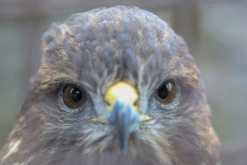 Animal close up portrait of hawk